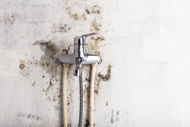 Best Black Mold Removal  in Seagoville, TX