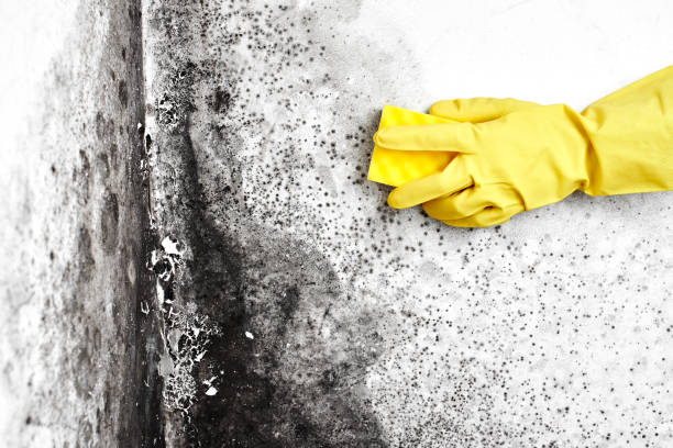 Best Crawl Space Mold Removal  in Seagoville, TX