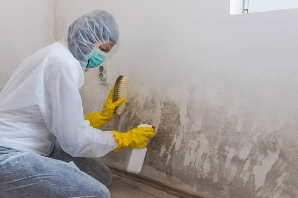 Best Attic Mold Removal  in Seagoville, TX
