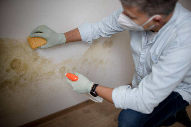 Best Residential Mold Removal  in Seagoville, TX