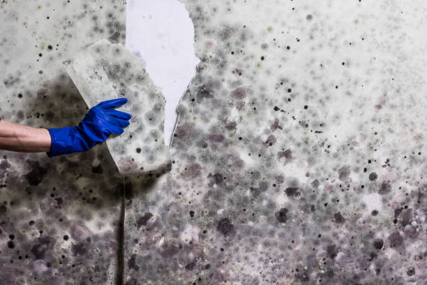 Attic Mold Removal in Seagoville, TX