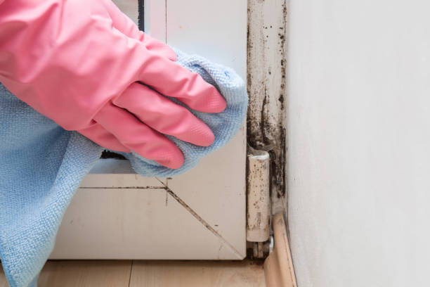 Best Mold Damage Repair  in Seagoville, TX